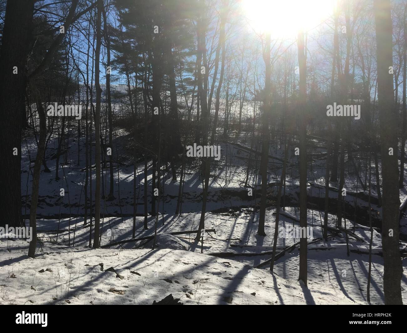 Lens Flare. Guardando il sole attraverso alberi decidui in inverno. Neve sul terreno, piccolo fiume che corre attraverso il bosco. Coperte di neve Po di prova Foto Stock