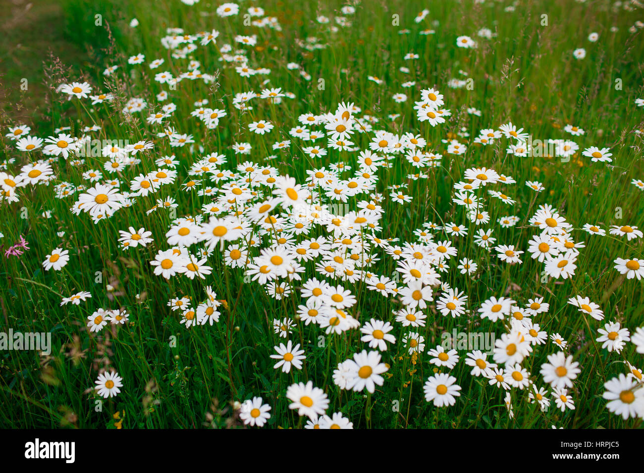 Campo di Camomilla (matricaria recutita). Sfondo Foto Stock