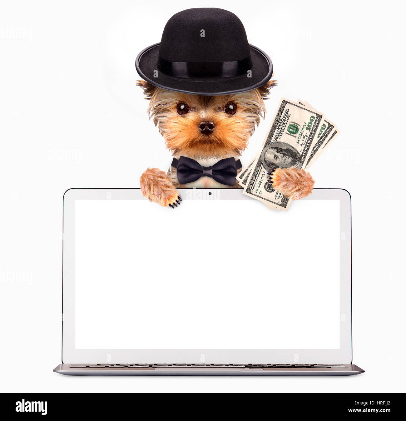 Cani divertenti che indossa cravatta, cappello e occhiali sitring dietro il laptop. Il concetto di business Foto Stock