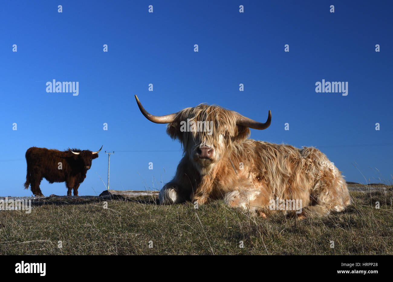 Highland mucca;sanna bay;a ardnamurchan;Scozia Foto Stock