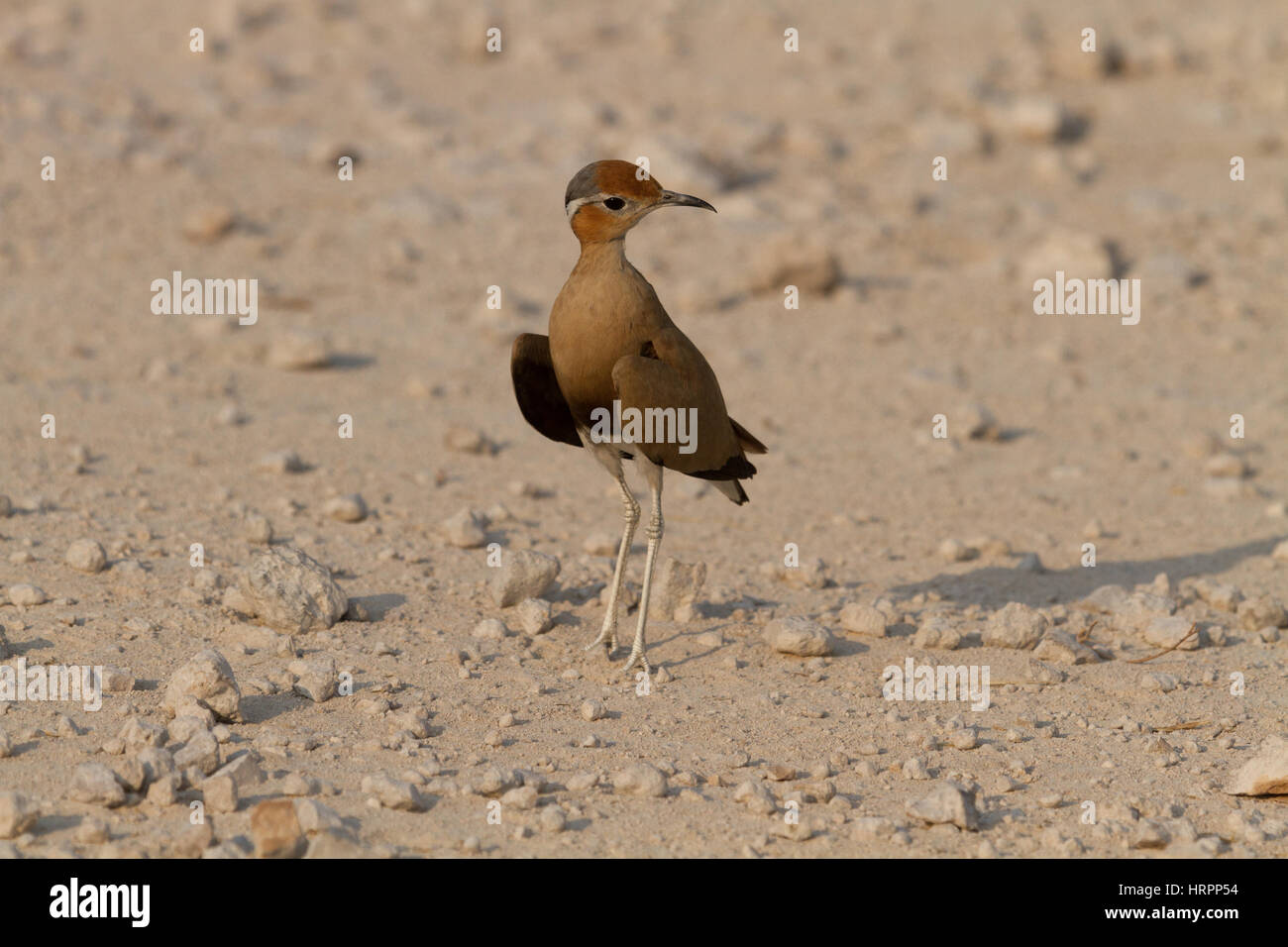 Courser Temmincks Foto Stock