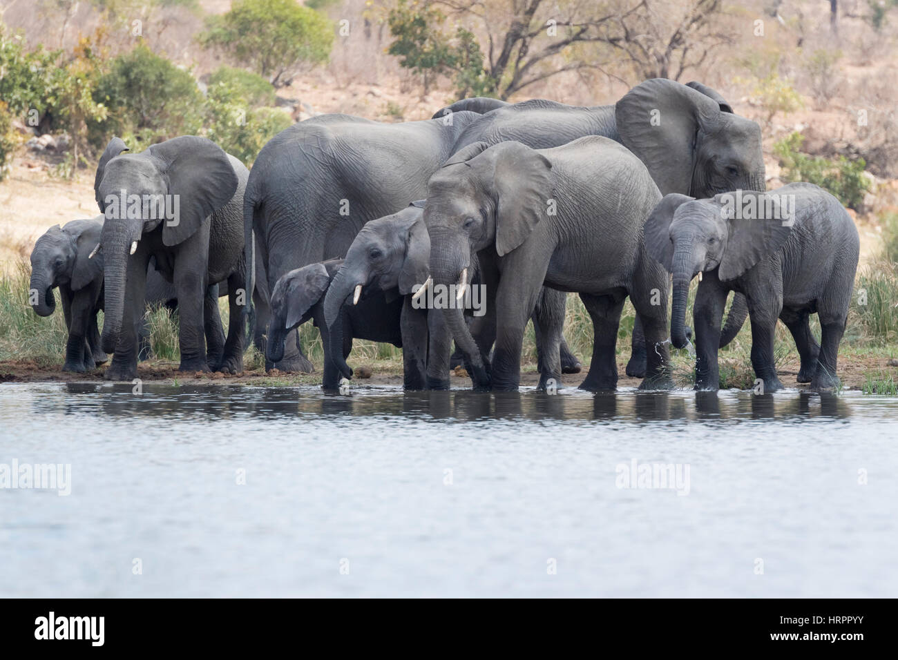 Elefante africano (Loxodonta africana) allevamento bevendo al waterhole, Kruger National Park, Sud Africa Foto Stock