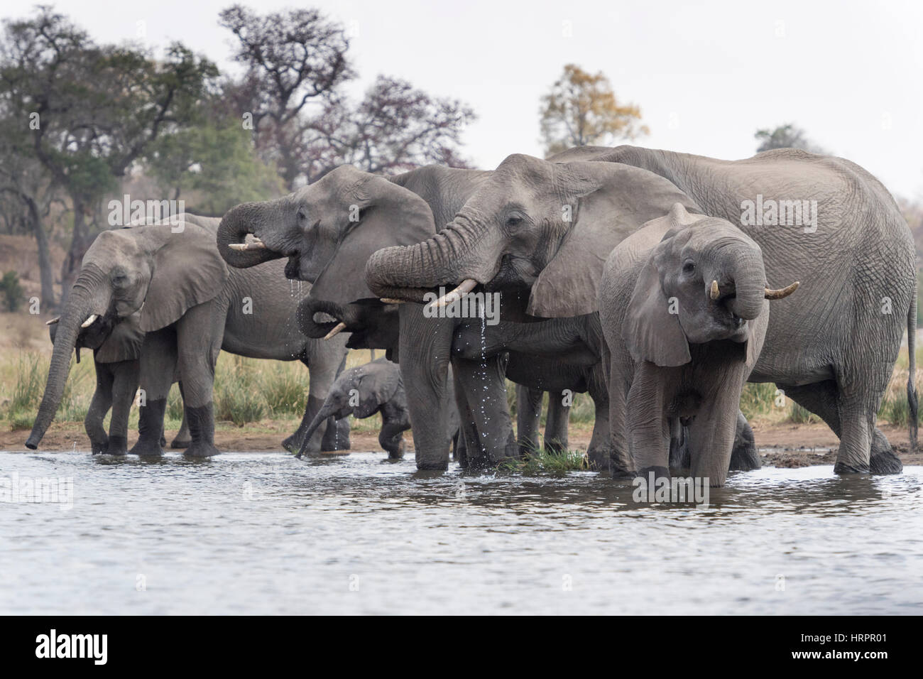 Elefante africano (Loxodonta africana) allevamento bevendo al waterhole, Kruger National Park, Sud Africa Foto Stock