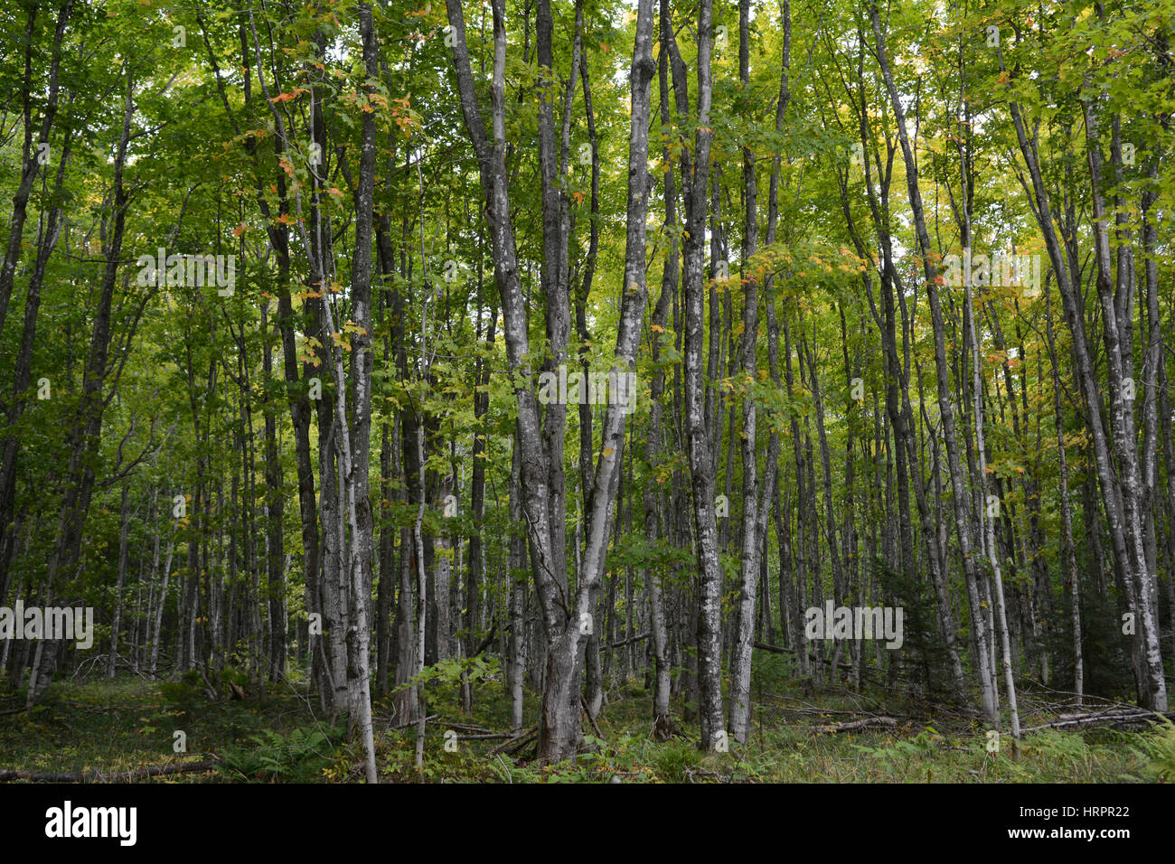 Un'immagine orizzontale di una foresta piena di alberi con foglie appena iniziando a cambiare colore da verde a giallo e rosso. Foto Stock