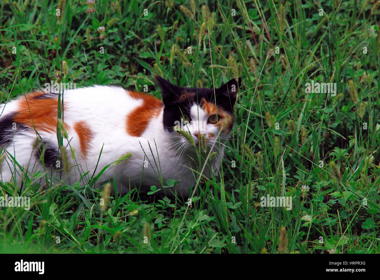 Ritratto di un tricolore cat. Foto Stock