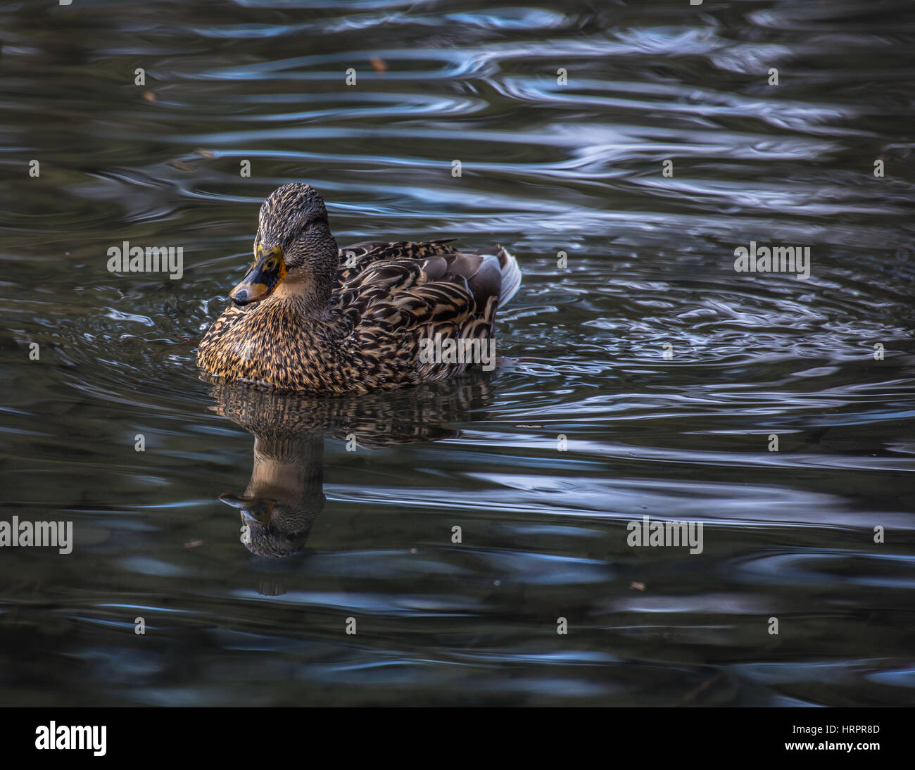 Mallard duck galleggiante sull'acqua Foto Stock