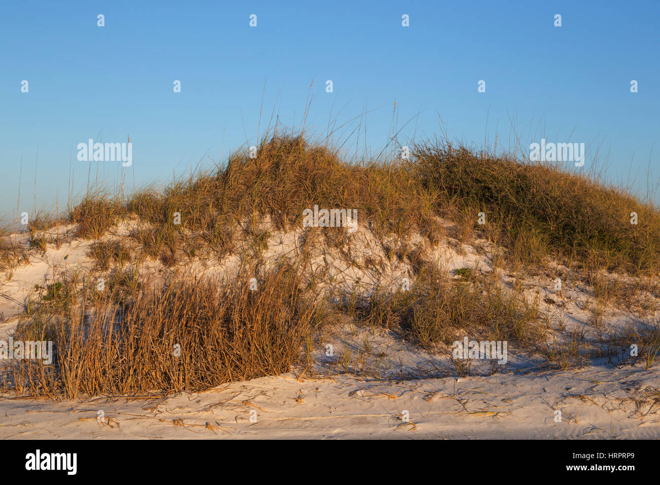 Le dune di sabbia in Gulf Islands National Seashore, FL, Stati Uniti d'America nel tardo pomeriggio Foto Stock