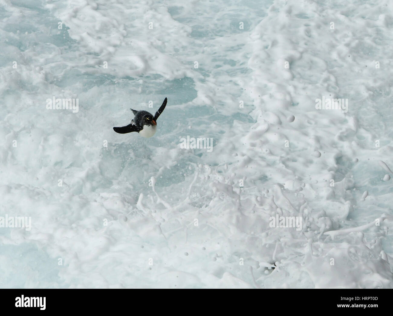 Pinguini saltaroccia (Eudyptes chrysocome) sbarcano in condizioni di mare grosso, Isole Falkland Foto Stock