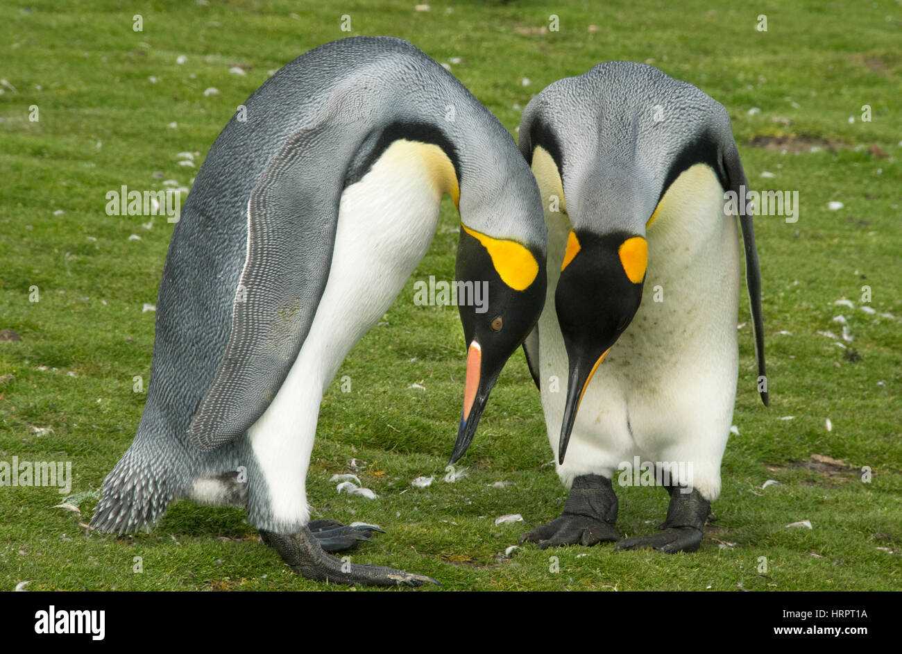 Il re dei pinguini, (Aptenodytes patagonicus) coppia di corteggiamento, Volunteer Point, Isole Falkland Foto Stock