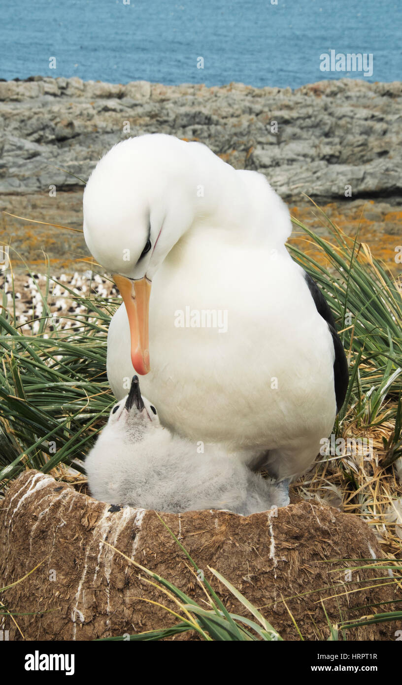 Nero-browed Albatross (Thalassarche melanophris) Adulti con giovani pulcino su nido, Isole Falkland Foto Stock
