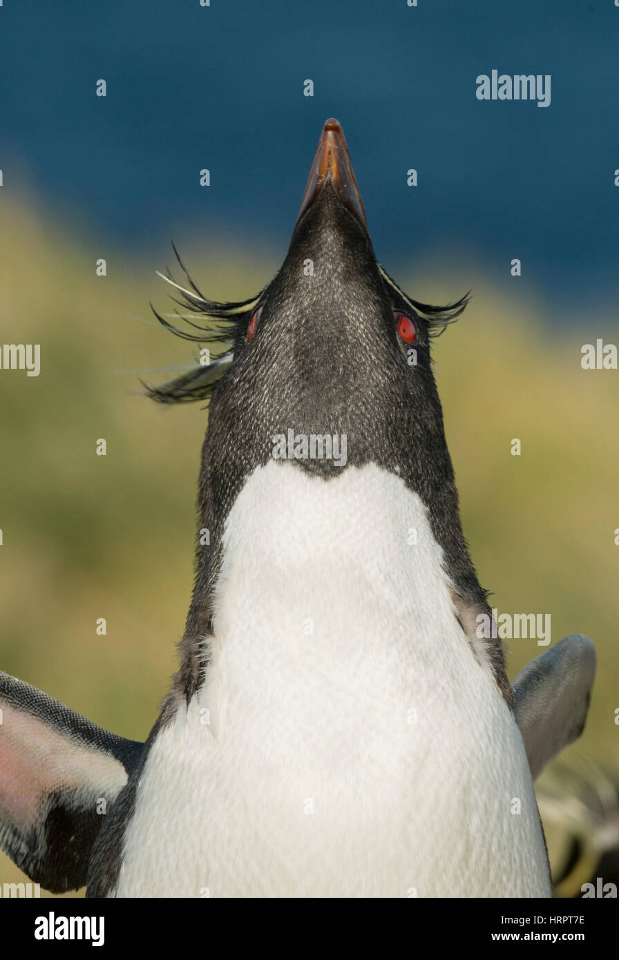 Pinguini saltaroccia (Eudyptes chrysocome) Visualizzazione, mostrando mento, Isole Falkland Foto Stock