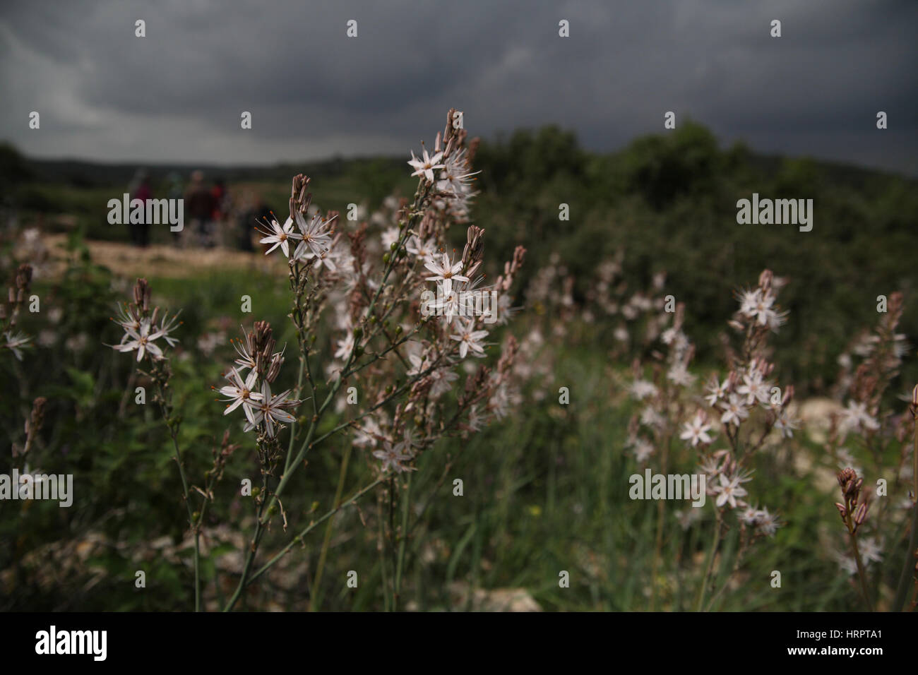 Comune di asfodeli fiori contro le nuvole d'inverno nelle colline della Giudea. Horvat Etri, il Shfela o biblica pianure della Giudea, Parco Adulam, Israele. 03.03 Foto Stock