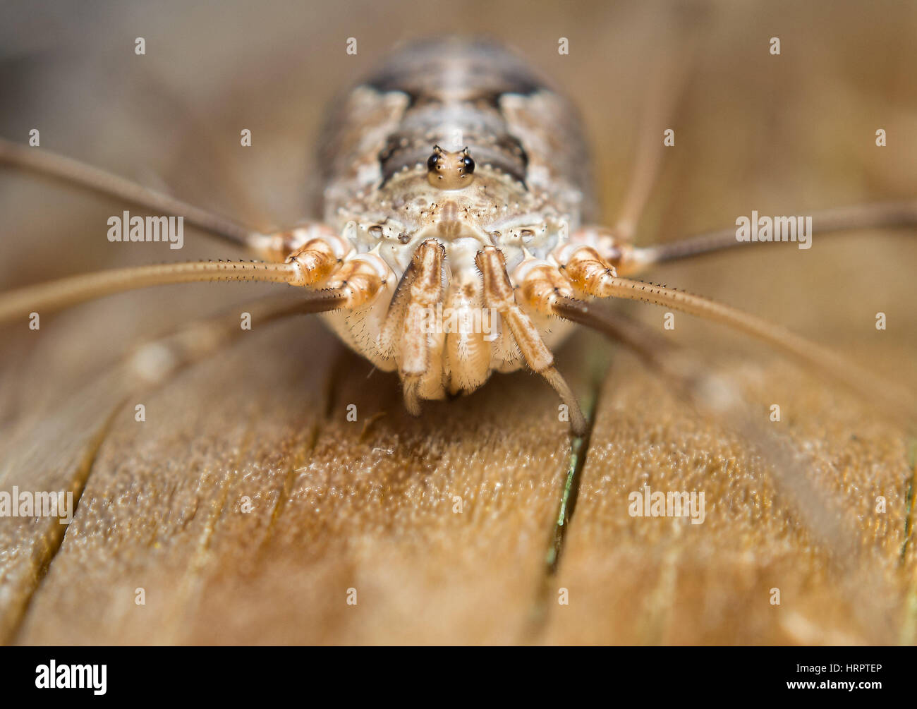 Extreme foto macro vista anteriore di un harvestmen o daddy longlegs. Opiliones Foto Stock