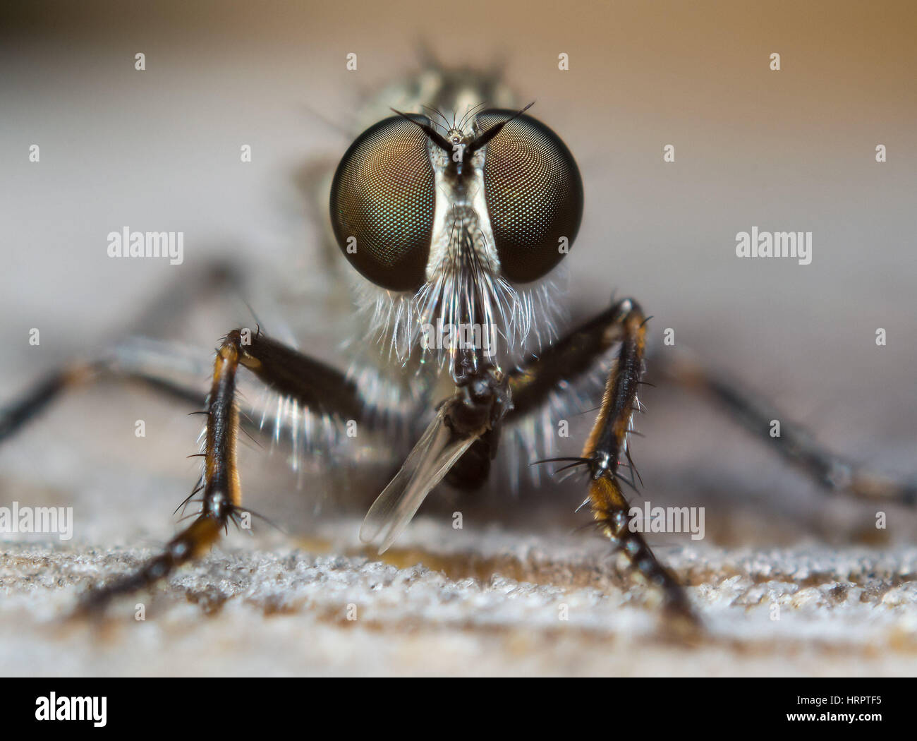 Frontale fino in prossimità di un ladro di volare con la preda Foto Stock