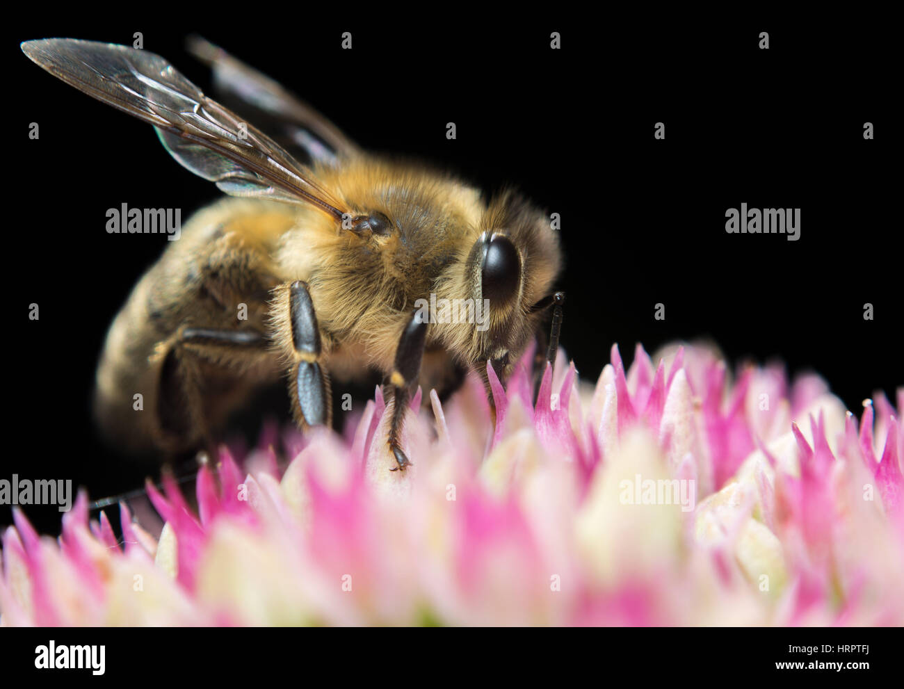 Vista laterale in prossimità di un ape sulla parte superiore dei fiori con sfondo nero Foto Stock