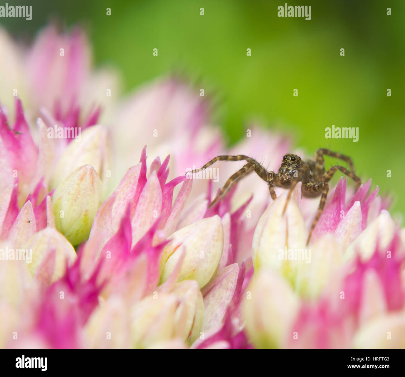 Lupo comune spider sulla sommità dei fiori di colore rosa. Pardosa pullata. Foto Stock