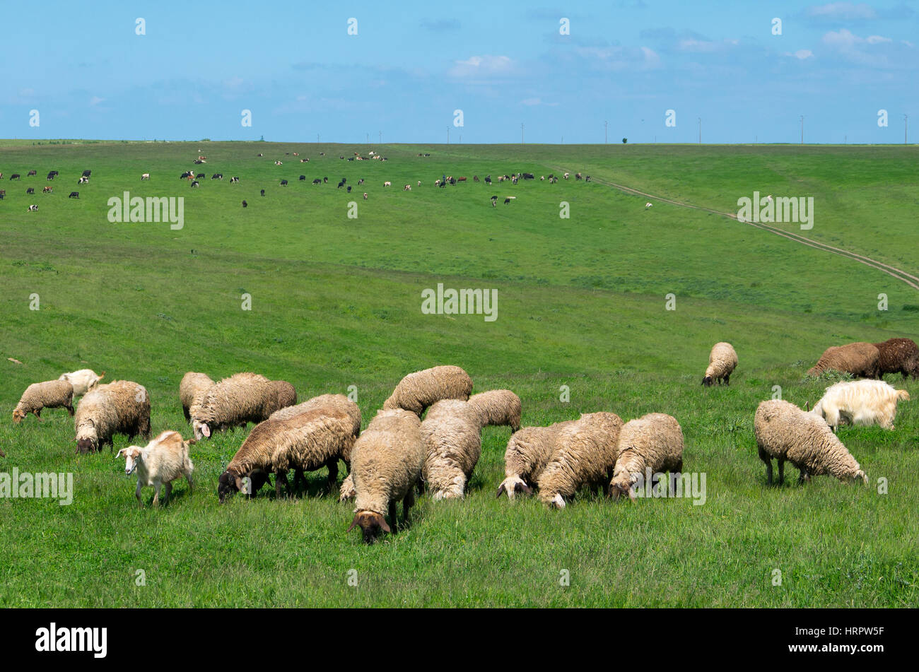 Mandrie di mucche e pecore. Un gregge di pecore closeup. Mandria di mucche in profondità. Foto Stock