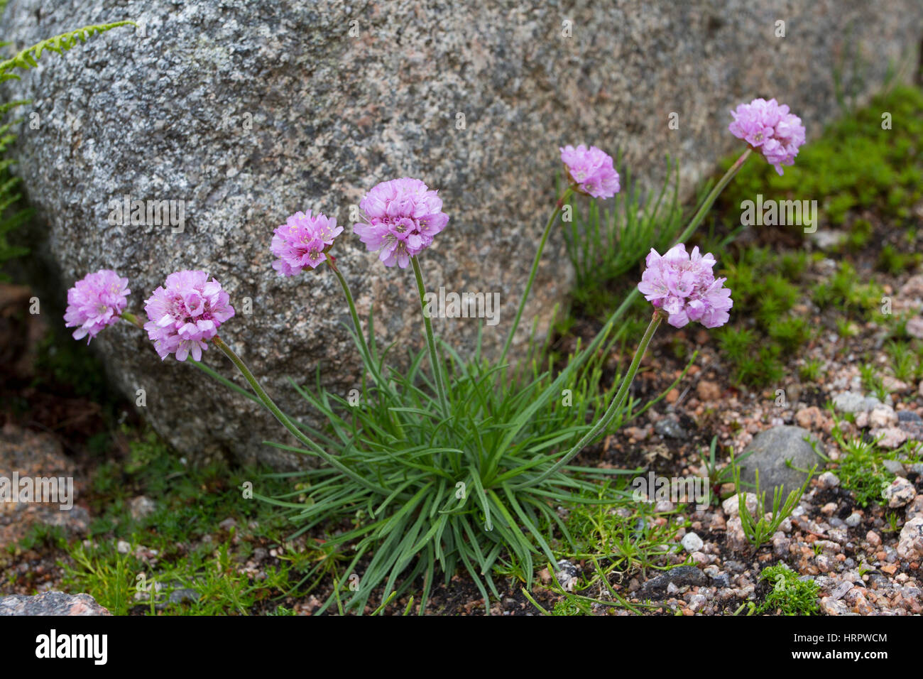 La parsimonia, Armenia marittima, la singola pianta che cresce su rocce. Il  Cairngorms, Scotland, Regno Unito Foto stock - Alamy