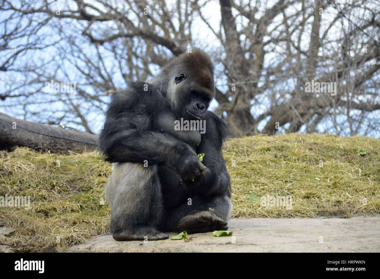 Gorilla seduto su una roccia Foto Stock
