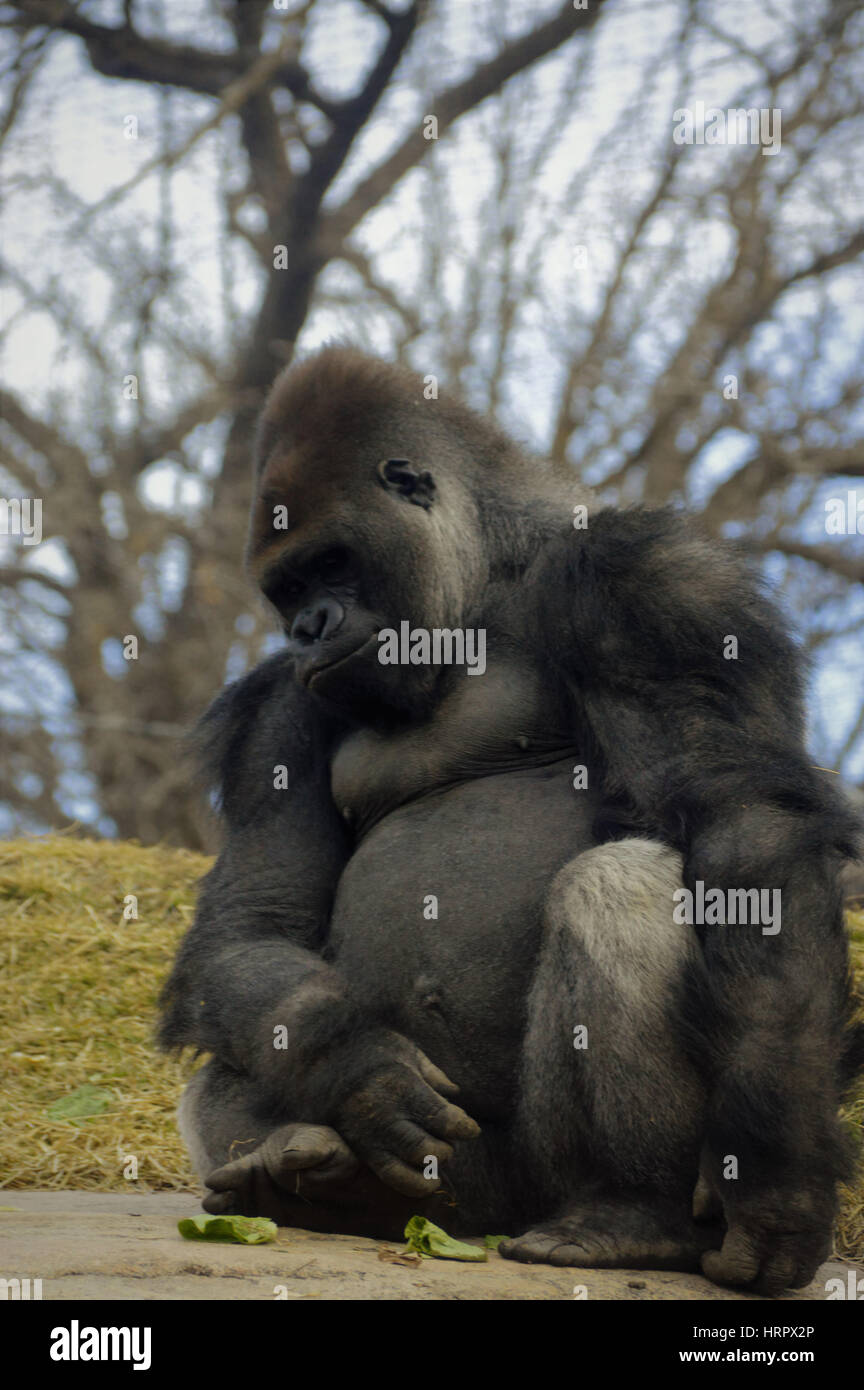 Gorilla seduto su una roccia Foto Stock