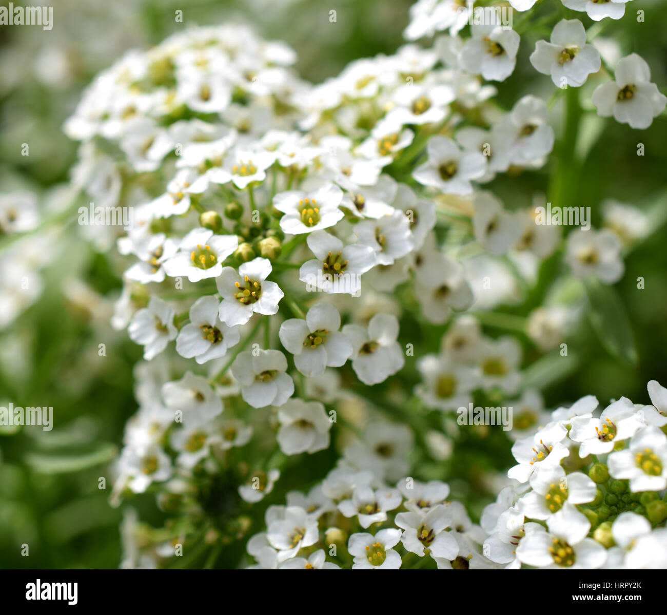 White alyssum miele fiori profumati di close-up Foto Stock