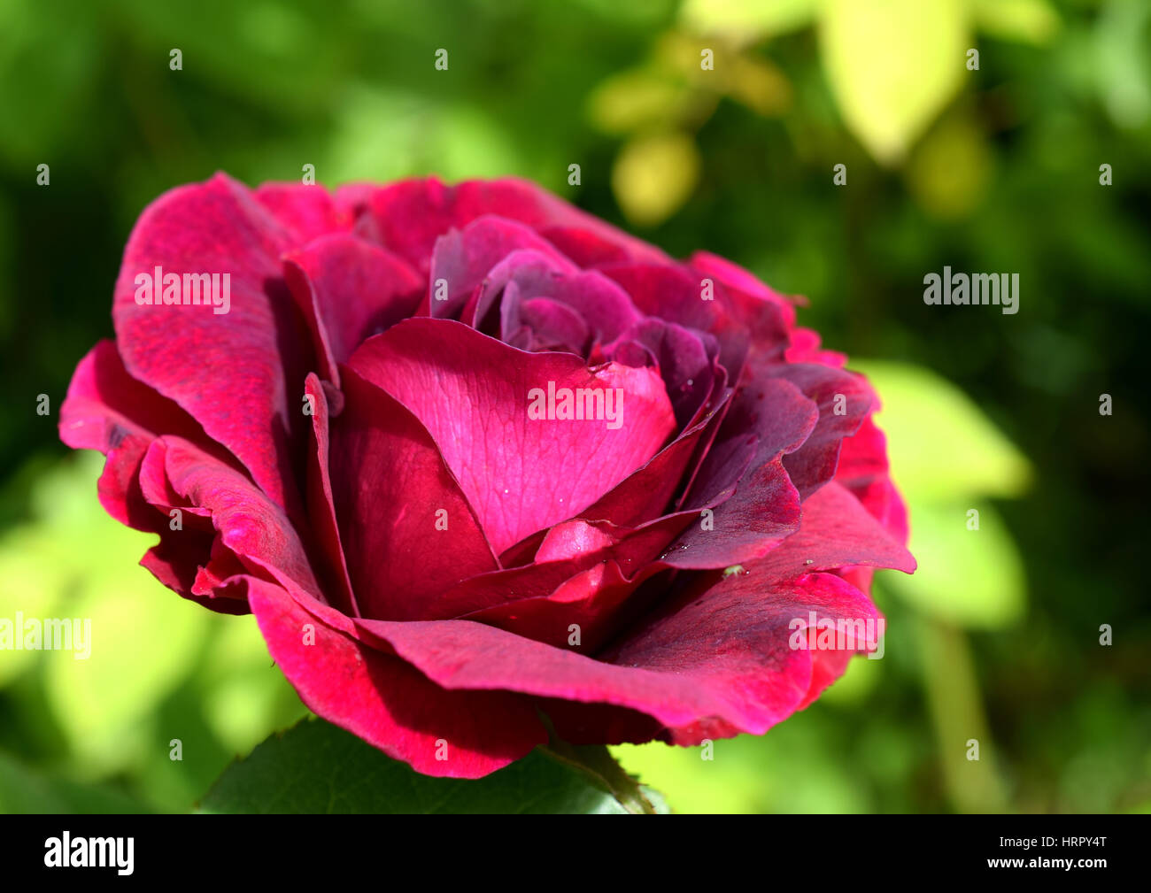 Crimson Rose - William Shakespeare, David Austin Roses Foto Stock