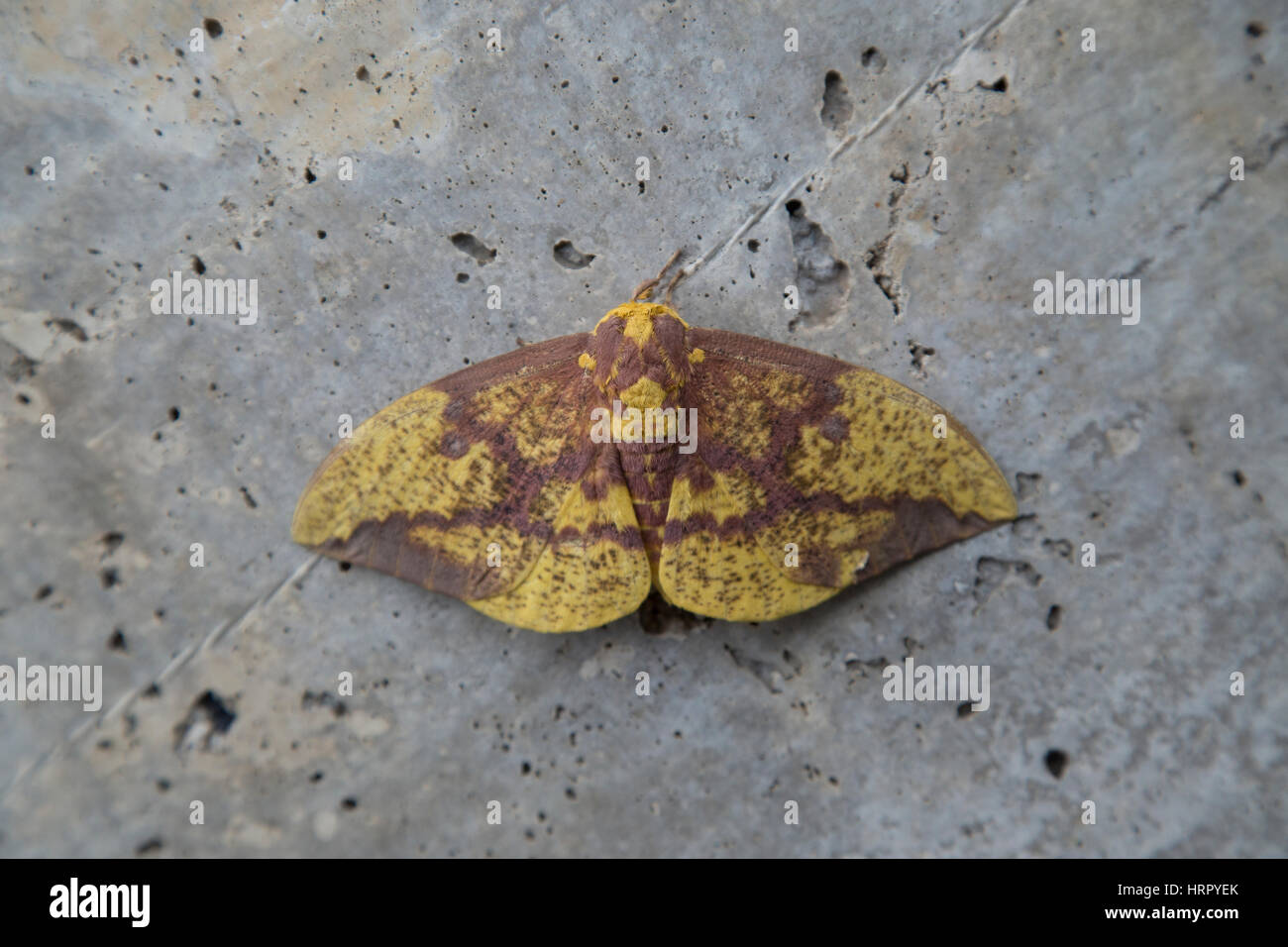 Imperial Moth, Eacles imperialis in Pennsylvania seduta sul marciapiede. Agosto 2016 Foto Stock