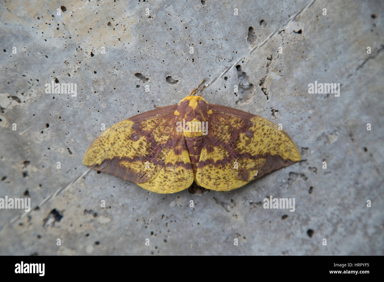 Imperial Moth, Eacles imperialis in Pennsylvania seduta sul marciapiede. Agosto 2016 Foto Stock