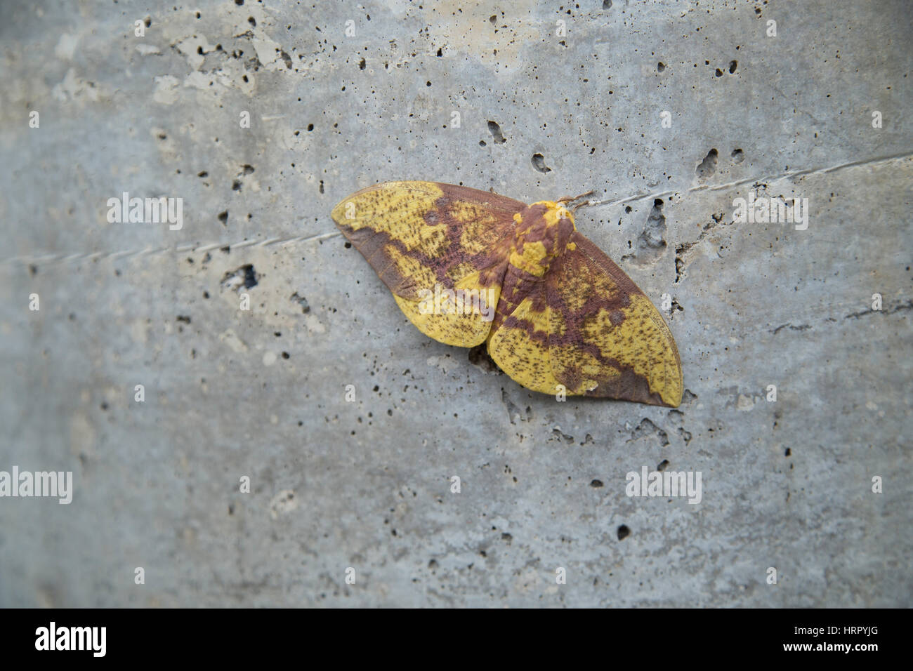 Imperial Moth, Eacles imperialis in Pennsylvania seduta sul marciapiede. Agosto 2016 Foto Stock