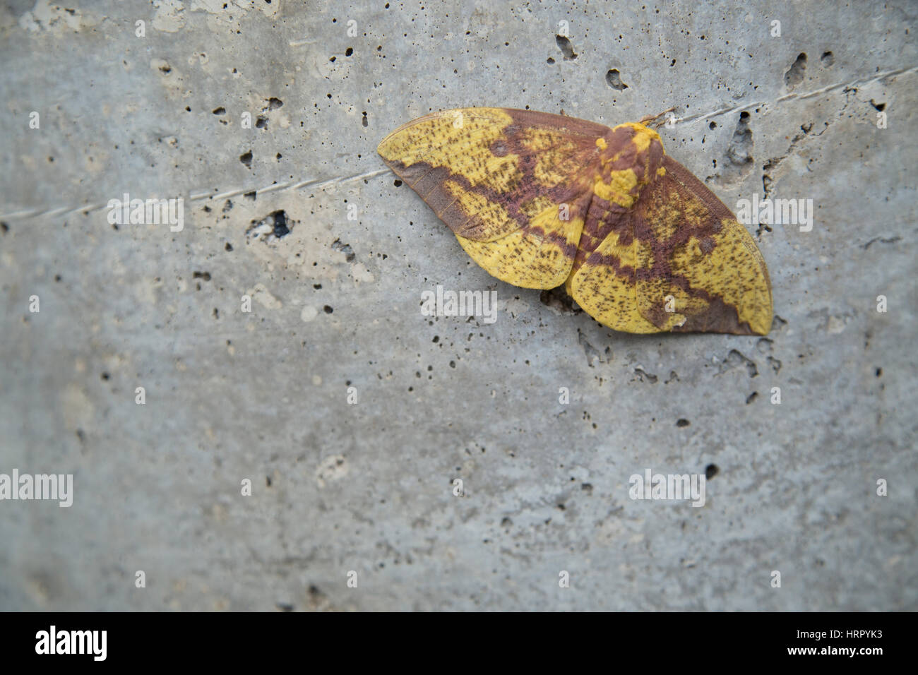 Imperial Moth, Eacles imperialis in Pennsylvania seduta sul marciapiede. Agosto 2016 Foto Stock