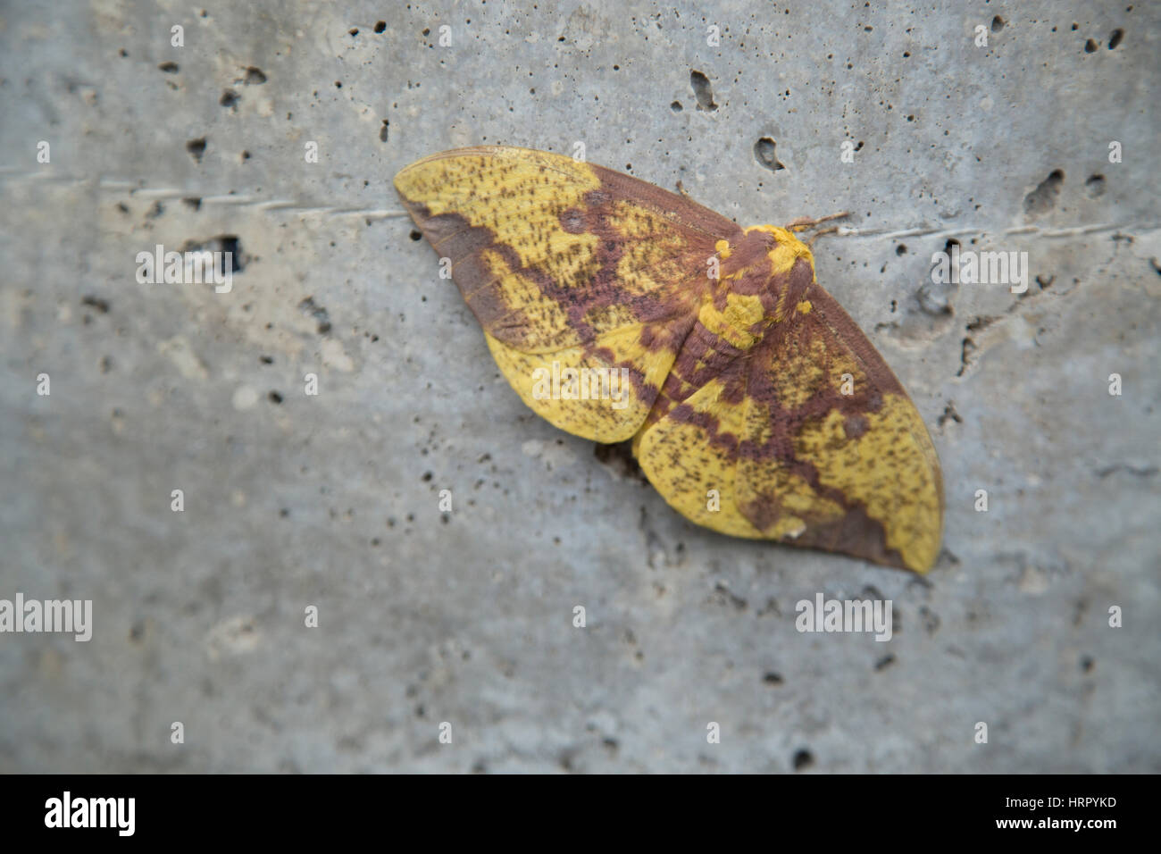 Imperial Moth, Eacles imperialis in Pennsylvania seduta sul marciapiede. Agosto 2016 Foto Stock