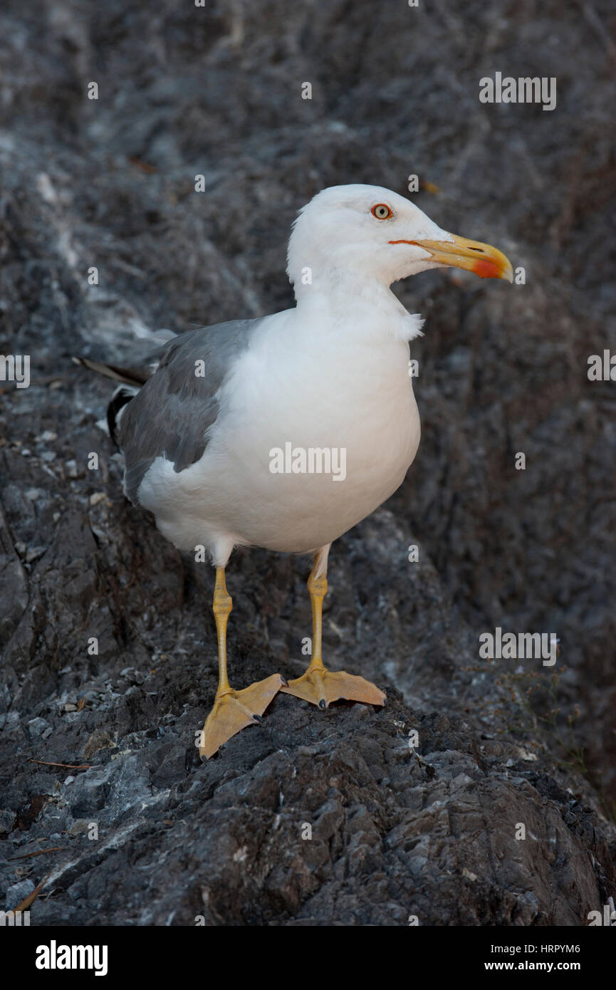 Giallo per adulti zampe , Gabbiano(Larus cachinnans atlantis), o Western giallo-zampe, gabbiano appollaiato sulla roccia, Costiera Amalfitana, Italia Foto Stock