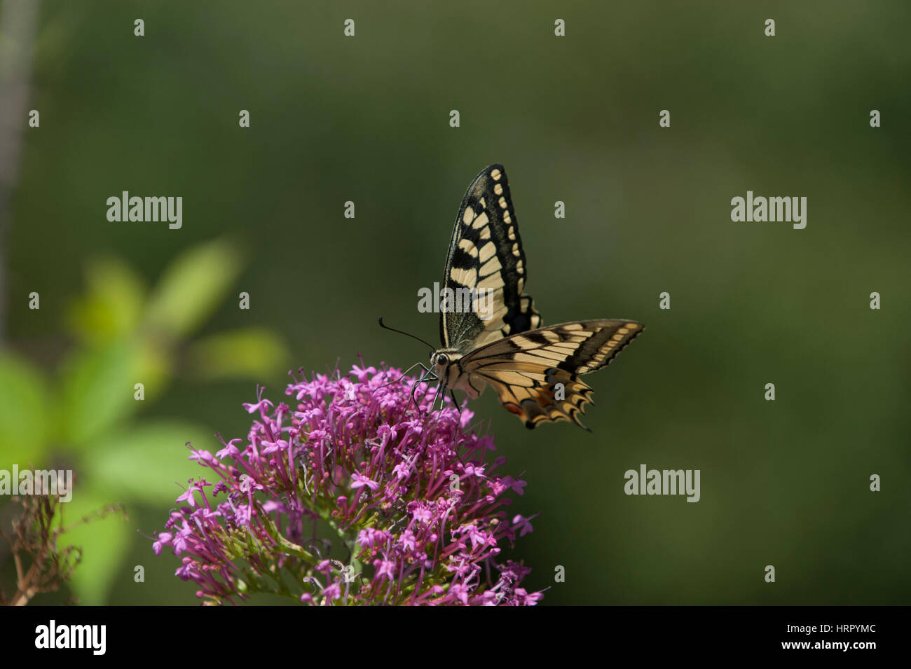 A coda di rondine, a farfalla (Papilio machaon), Costiera Amalfitana, Italia Foto Stock