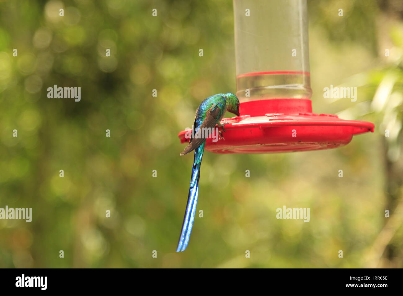 Hummingbird in Cocora Valley, Colombia Foto Stock