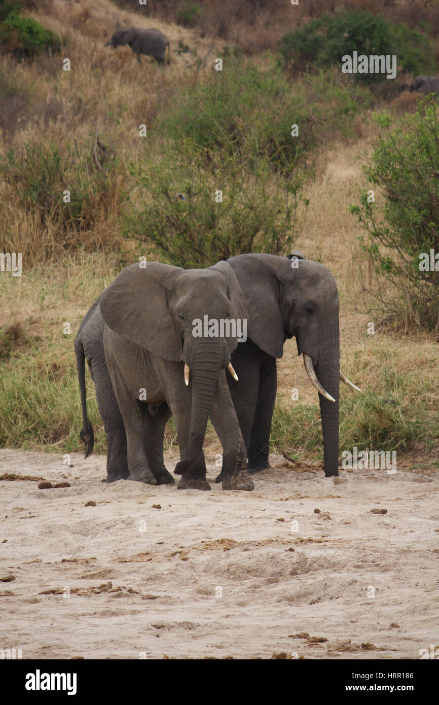 Una coppia di elefanti africani in Tanzania Foto Stock