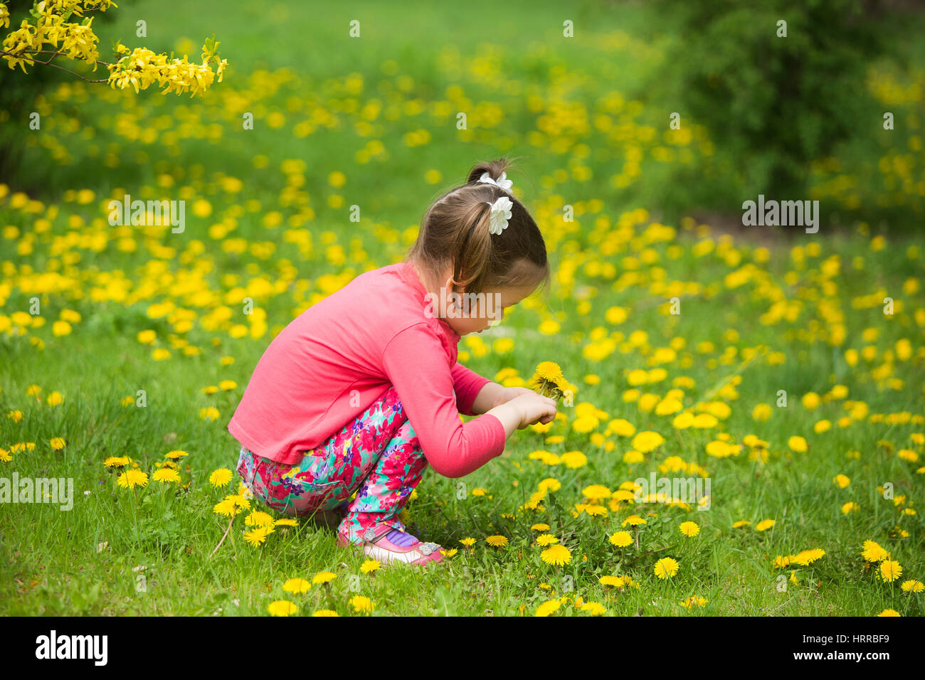 Carino funny girl di quattro anni il prelievo di bouquet di giallo dei fiori di dente di leone seduto sull'erba allegramente in primavera soleggiata città park. Col orizzontale Foto Stock