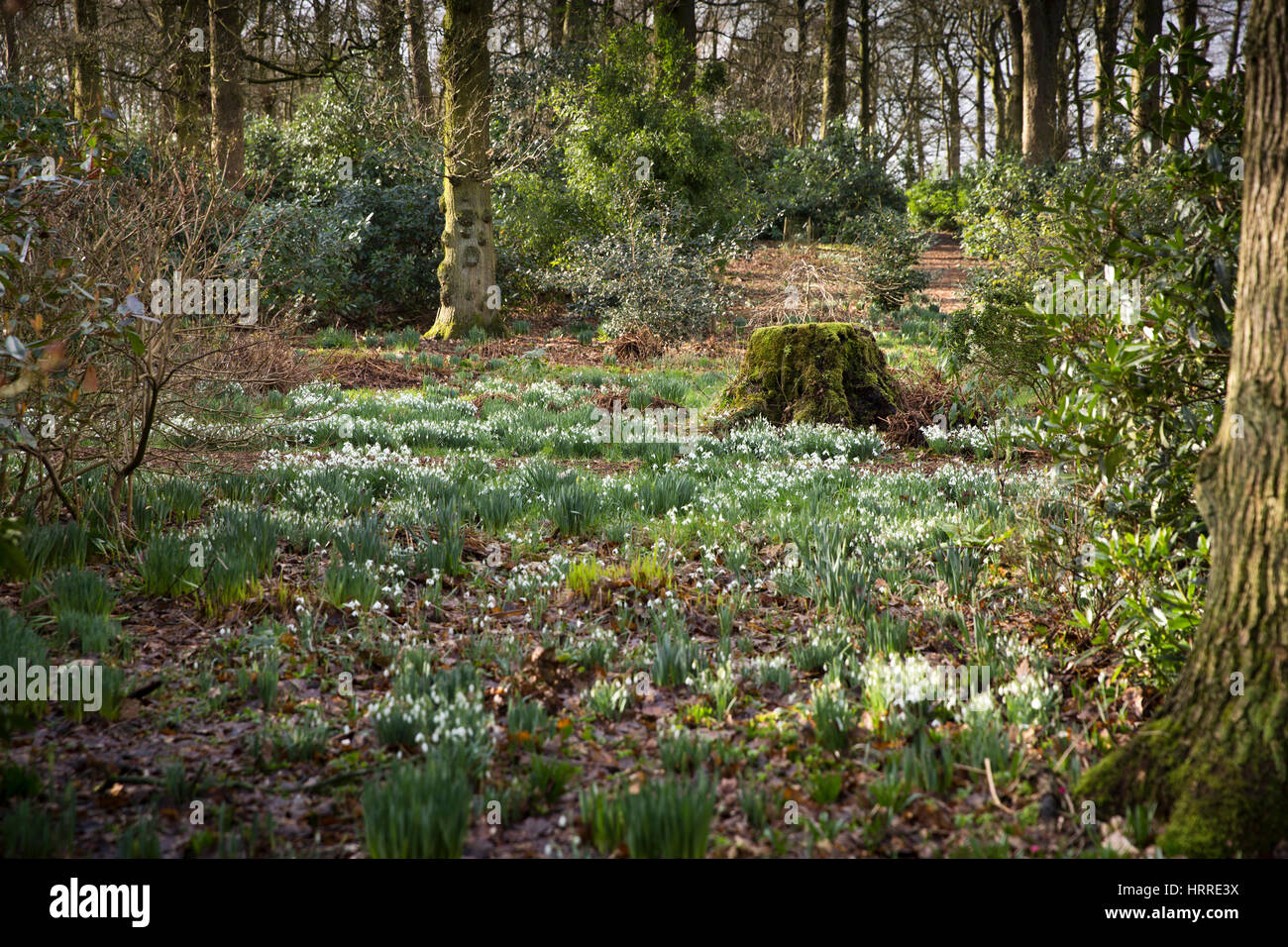 Regno Unito, Inghilterra, Cheshire, studioso verde, Rode Hall, giardini, il legno vecchio, bucaneve alla fine di febbraio Foto Stock