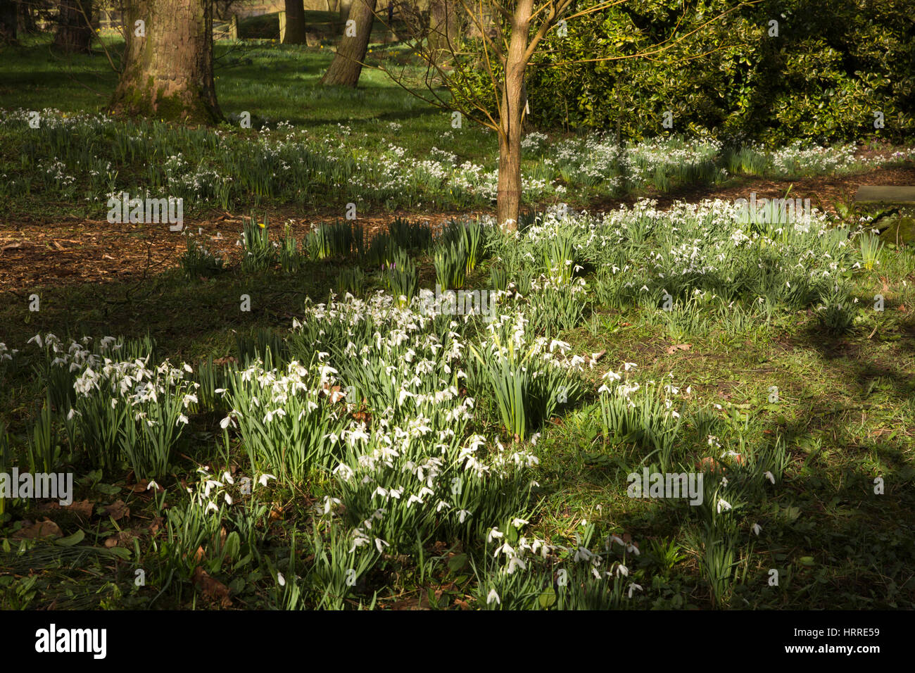 Regno Unito, Inghilterra, Cheshire, studioso verde, Rode Hall, giardini, il legno vecchio, bucaneve alla fine di febbraio Foto Stock