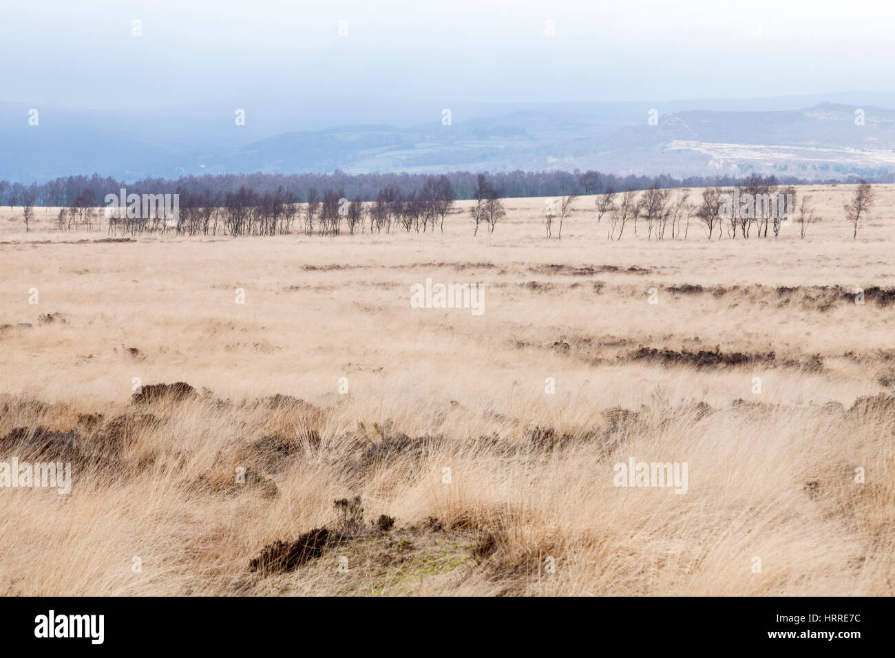 Moor erba e una linea di alberi sulla brughiera in inverno, Stoke piana, Derbyshire, Parco Nazionale di Peak District, England, Regno Unito Foto Stock