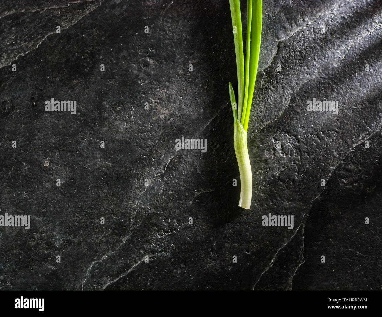Un mazzetto di erba cipollina Foglie su uno sfondo nero ardesia. Un sacco di spazio per il testo. Foto Stock