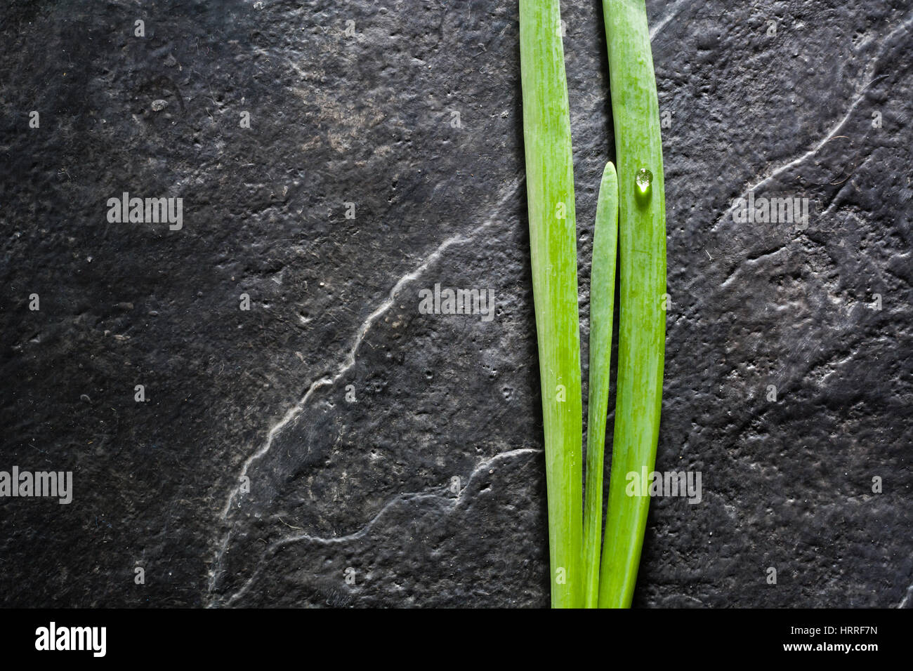 Un mazzetto di erba cipollina Foglie su uno sfondo nero ardesia. Un sacco di spazio per il testo. Foto Stock