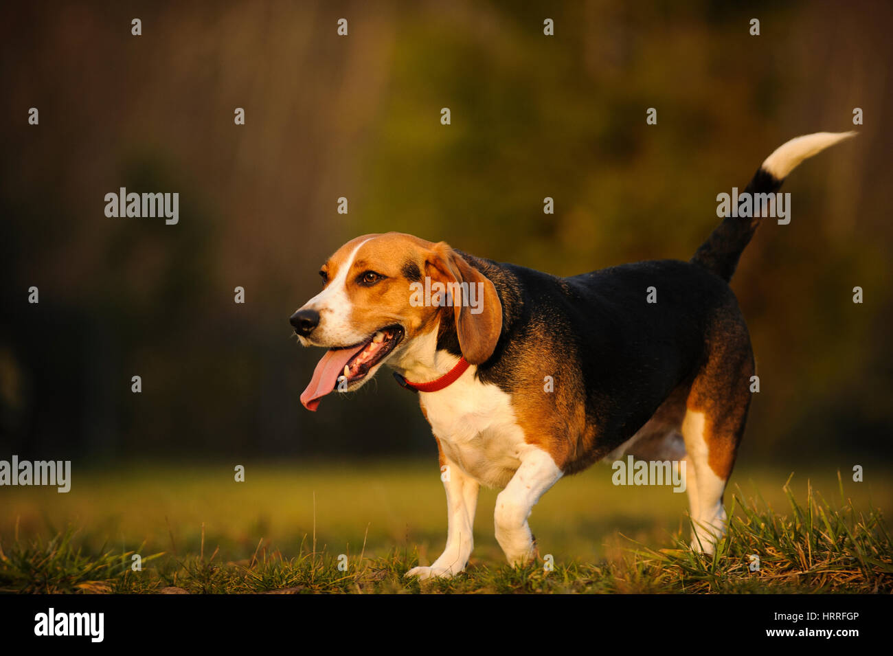 Cane da lepre Foto Stock