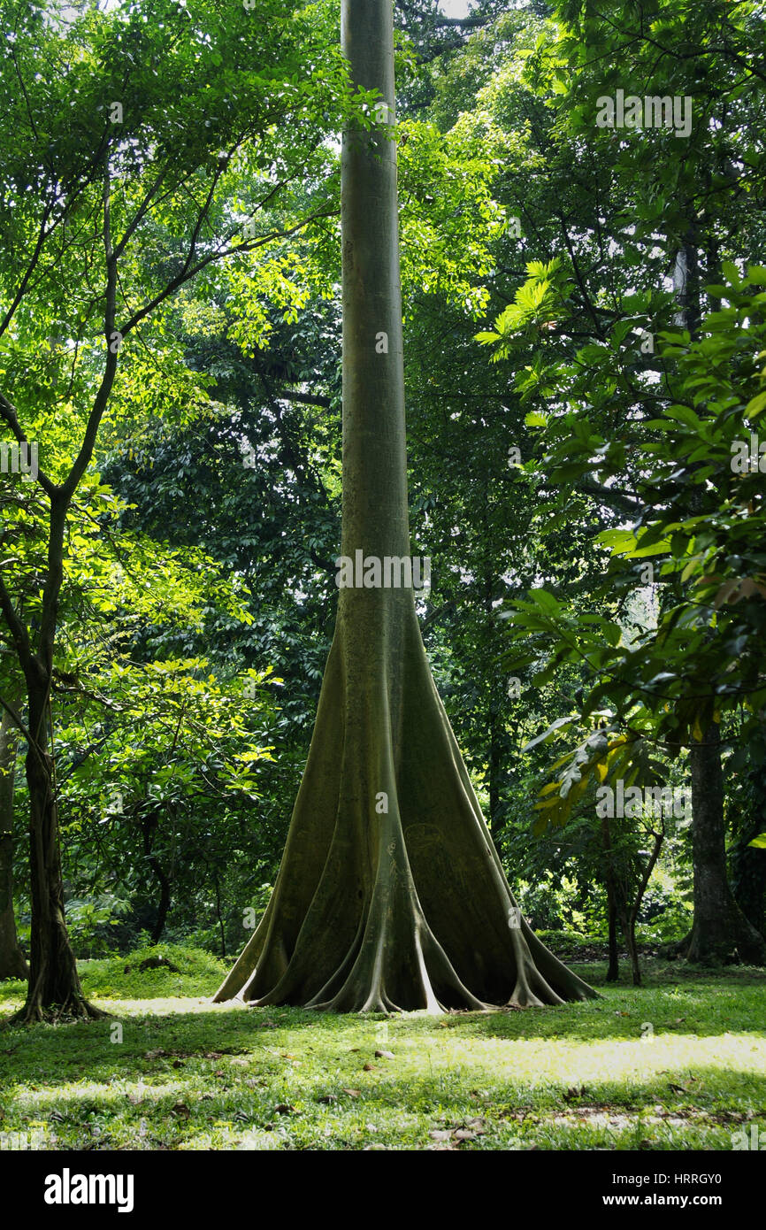 Big tall green corteccia di albero che cresce nella foresta, mentre le sue radici sono mostra con nessuno attorno a. Foto Stock