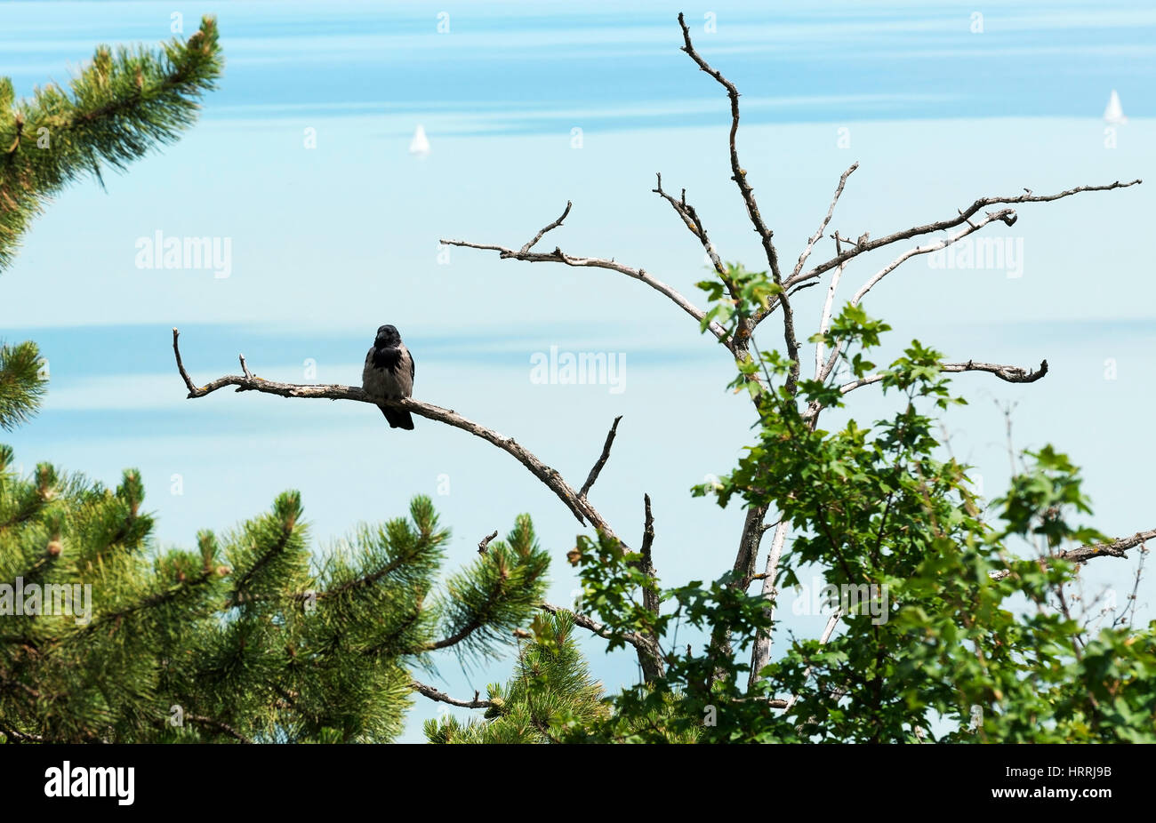 Crow è seduta sul vecchio albero al Lago Balaton, Ungheria Foto Stock