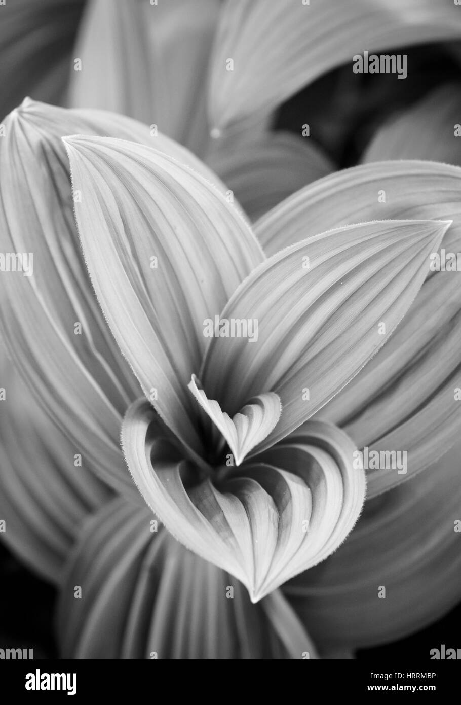 Primo piano di un giglio di mais pianta nel North Cascades di Washington, Stati Uniti d'America. Foto Stock