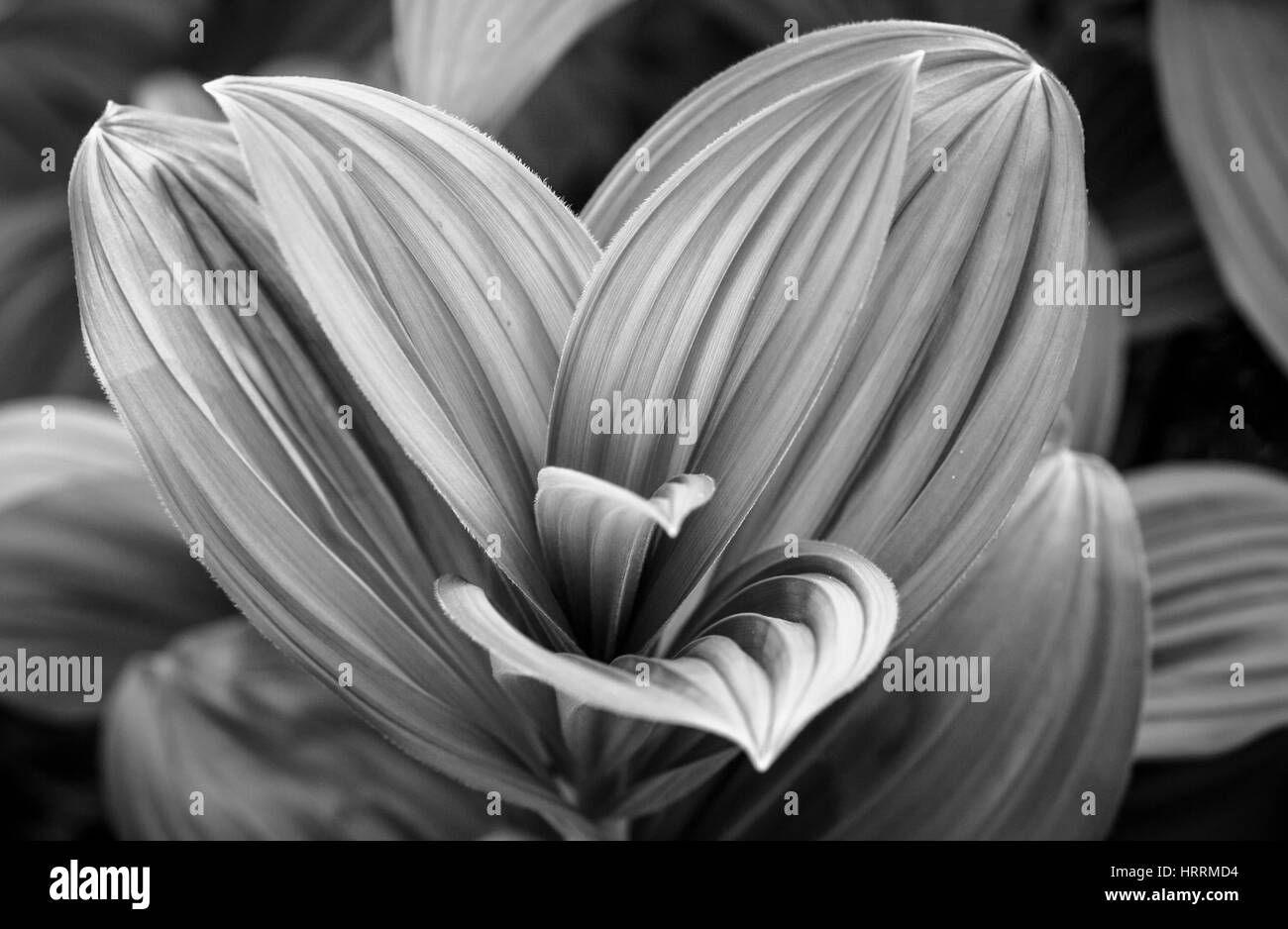 Primo piano di un giglio di mais pianta nel North Cascades di Washington, Stati Uniti d'America. Foto Stock