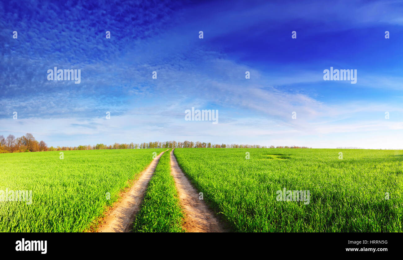 La molla paesaggio panoramico. Bright sole splende su erba verde sul prato. Cielo blu sopra il campo di grano con soffici nuvole. Strada di campagna nel campo. Sp Foto Stock