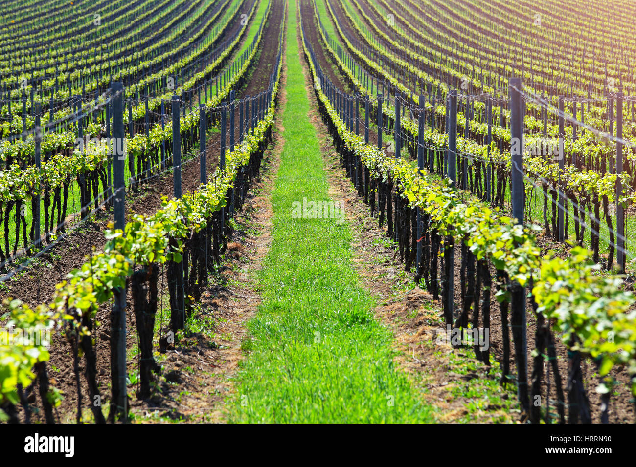Vigneto in primavera. Agricoltura verde dello sfondo. Le linee rette del giovane uva nella vigna. Un sacco di giovani germogli verdi di uva. Foto Stock