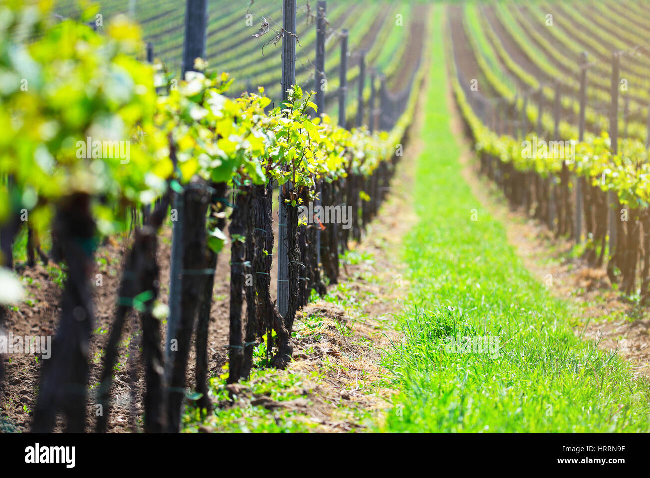 Close up di uva verde germogli. Il verde delle foglie di uva sulla vigna morbido sfondo. Molla colorato sfondo. Foto Stock