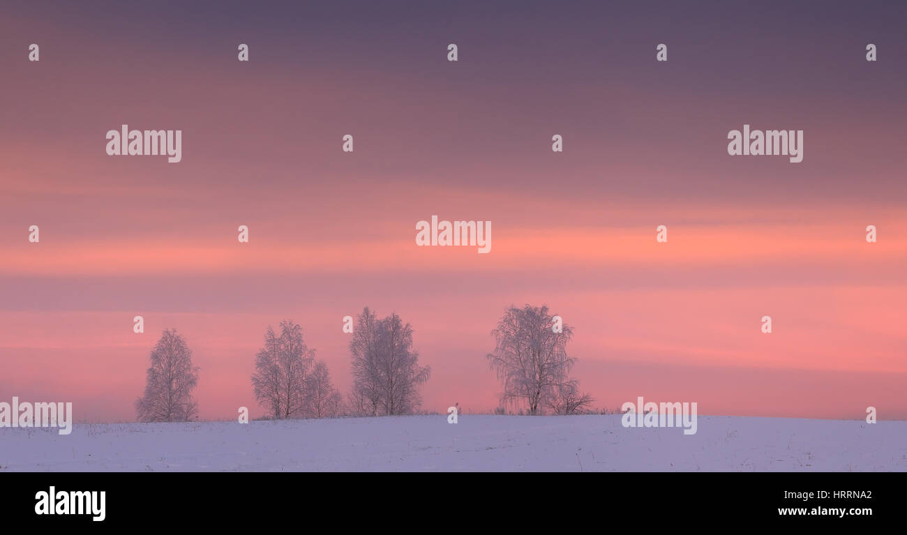 Sagome di frosty alberi sul cielo invernale dello sfondo. Drammatica cielo rosso su bianco campo nevoso. Strisce di rosso le nuvole in cielo di Alba. Paesaggio panoramico o Foto Stock